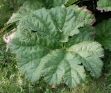 Gunnera tinctoria. Лист. Германия, г. Дюссельдорф, Ботанический сад университета. 05.09.2014.