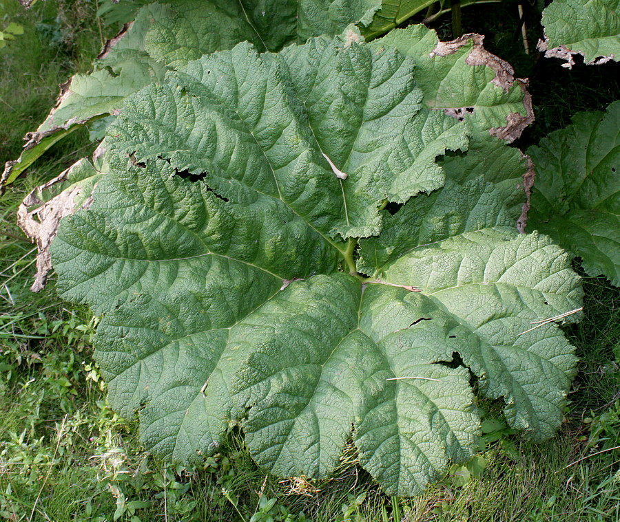 Изображение особи Gunnera tinctoria.