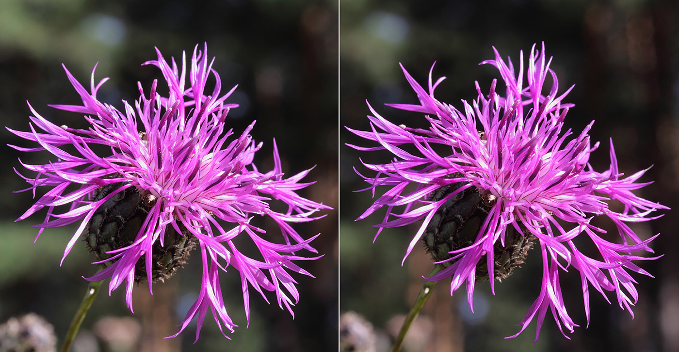 Изображение особи Centaurea scabiosa.