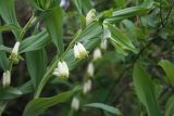 Polygonatum odoratum