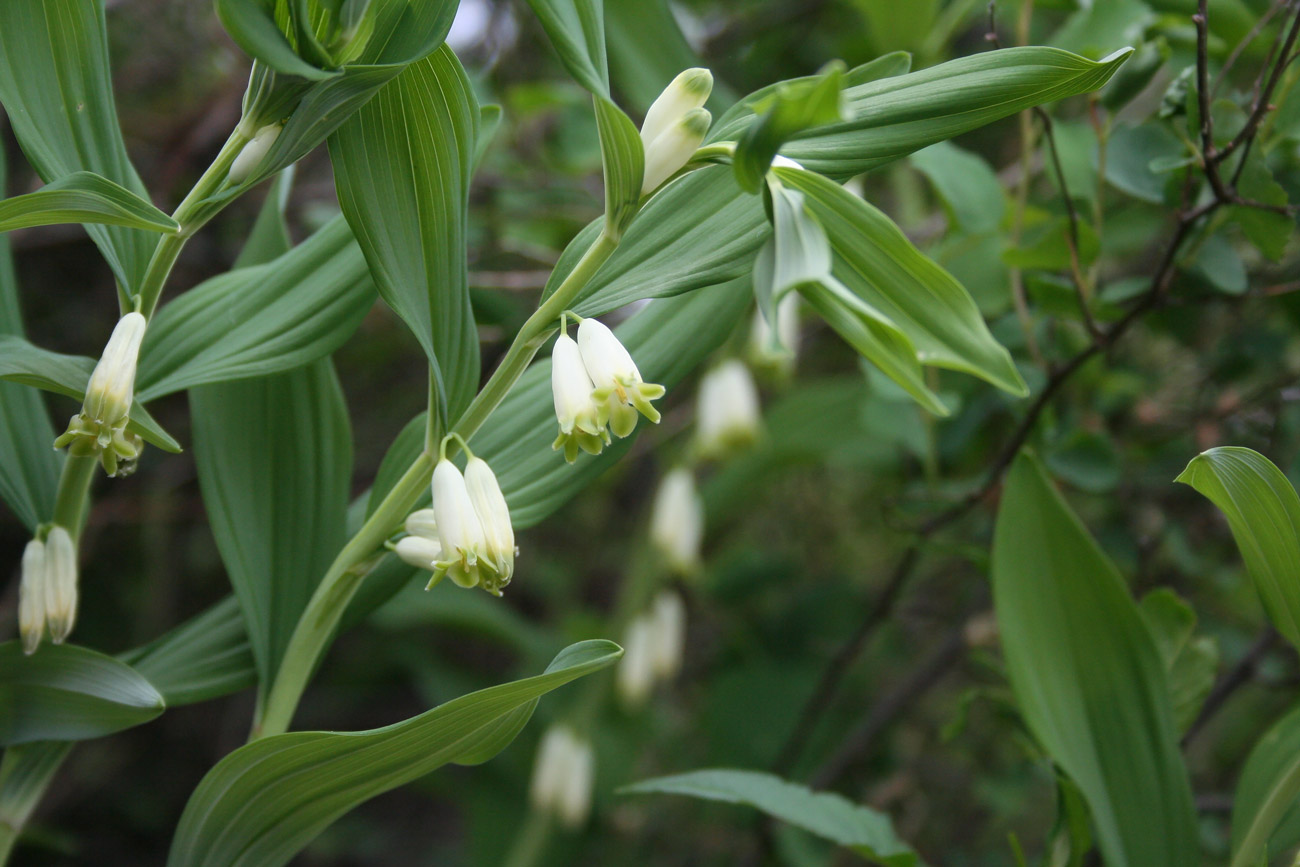 Image of Polygonatum odoratum specimen.