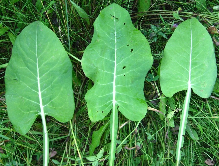 Изображение особи Ligularia glauca.