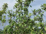 Frangula alnus