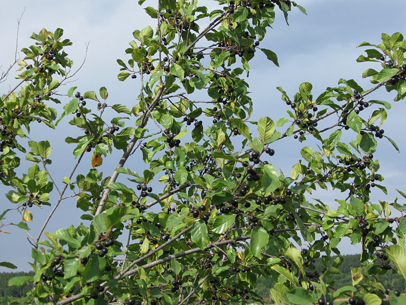 Image of Frangula alnus specimen.