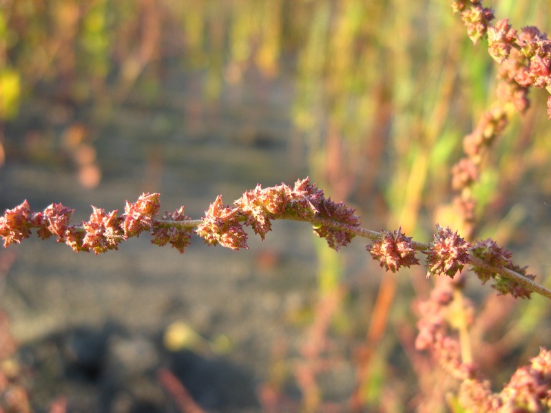 Изображение особи Atriplex prostrata.