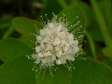 Spiraea beauverdiana