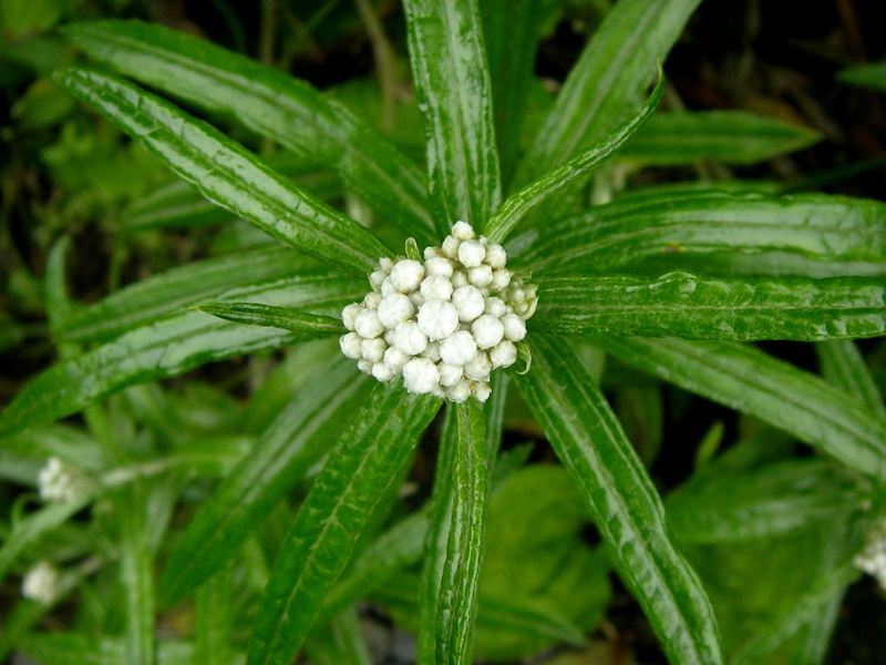 Image of Anaphalis margaritacea specimen.