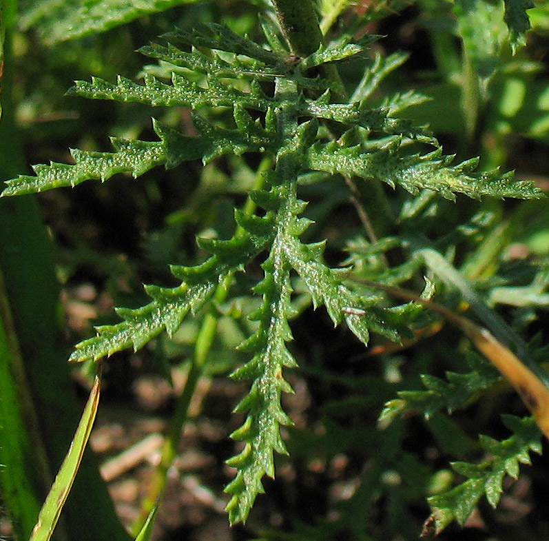Image of Anthemis tinctoria specimen.