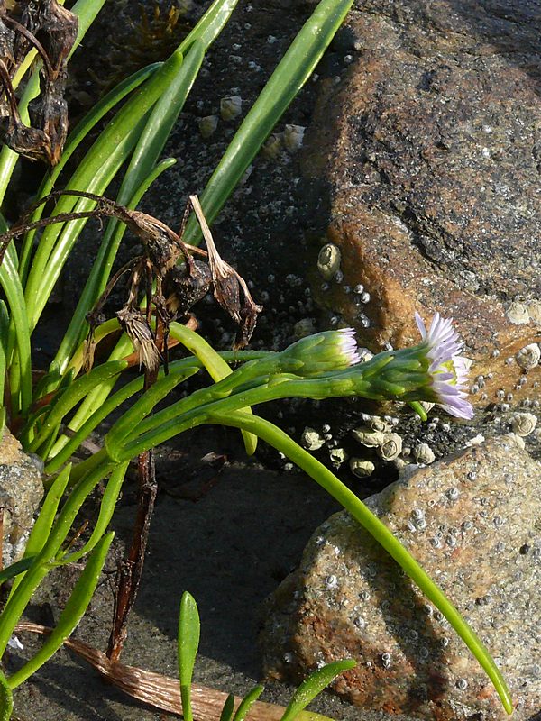 Изображение особи Tripolium pannonicum ssp. tripolium.