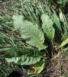 Rumex patientia subspecies orientalis. Розетка листьев (среди пырея). Краснодарский край, Кущёвский р-н, станица Шкуринская, пустырь. 28.09.2009.