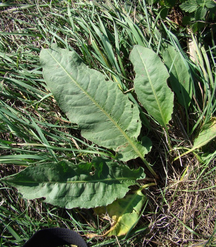 Image of Rumex patientia ssp. orientalis specimen.