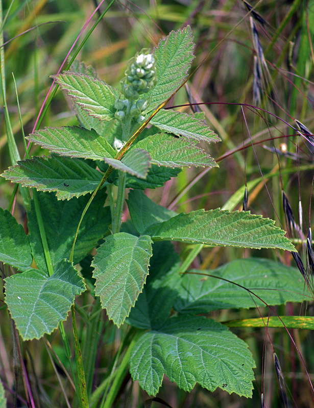 Изображение особи Rubus canescens.