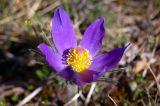 Pulsatilla multifida