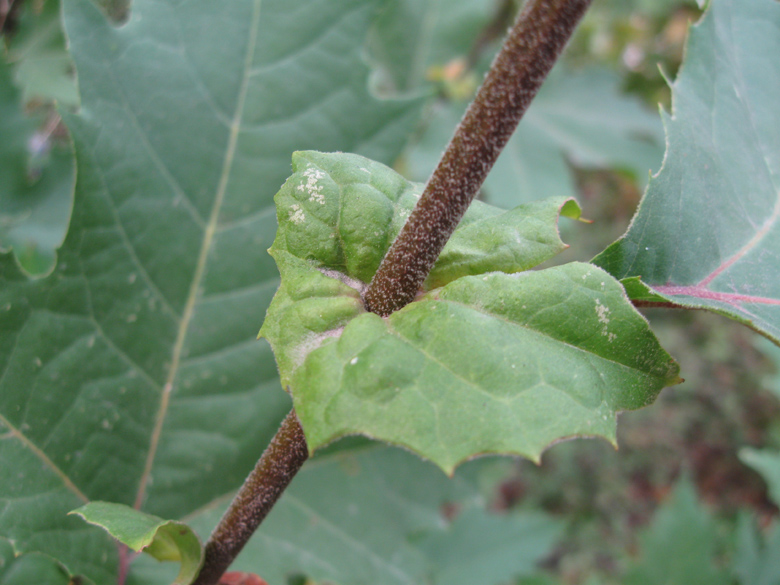 Изображение особи Platanus orientalis.