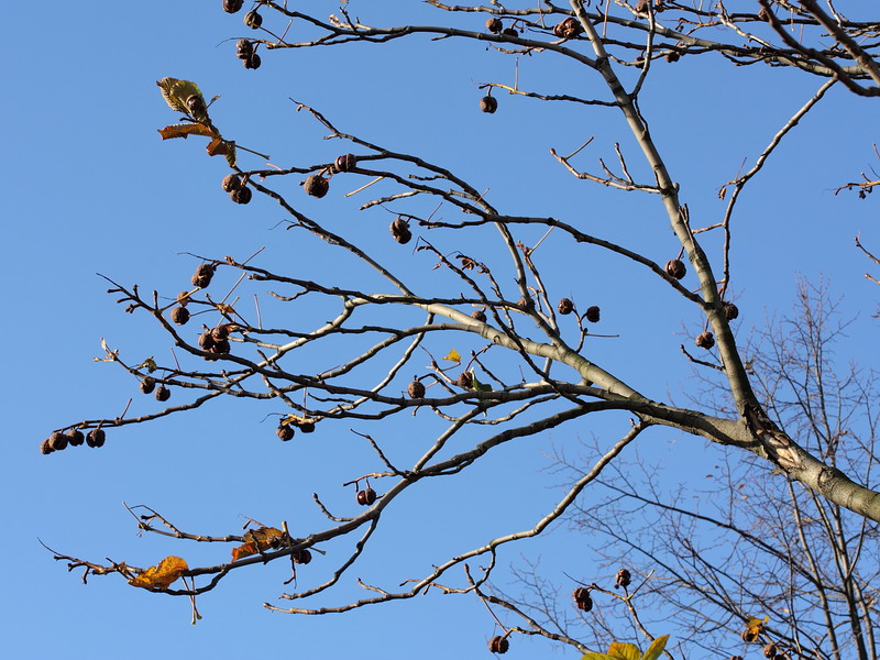 Изображение особи Aesculus hippocastanum.