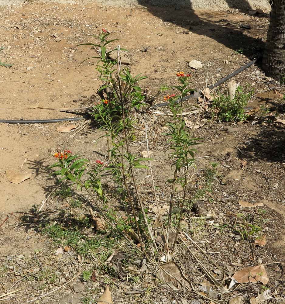 Image of Asclepias curassavica specimen.