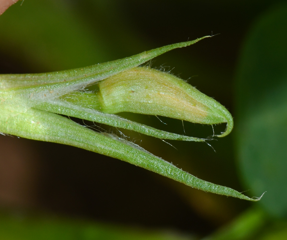 Изображение особи Arachis hypogaea.