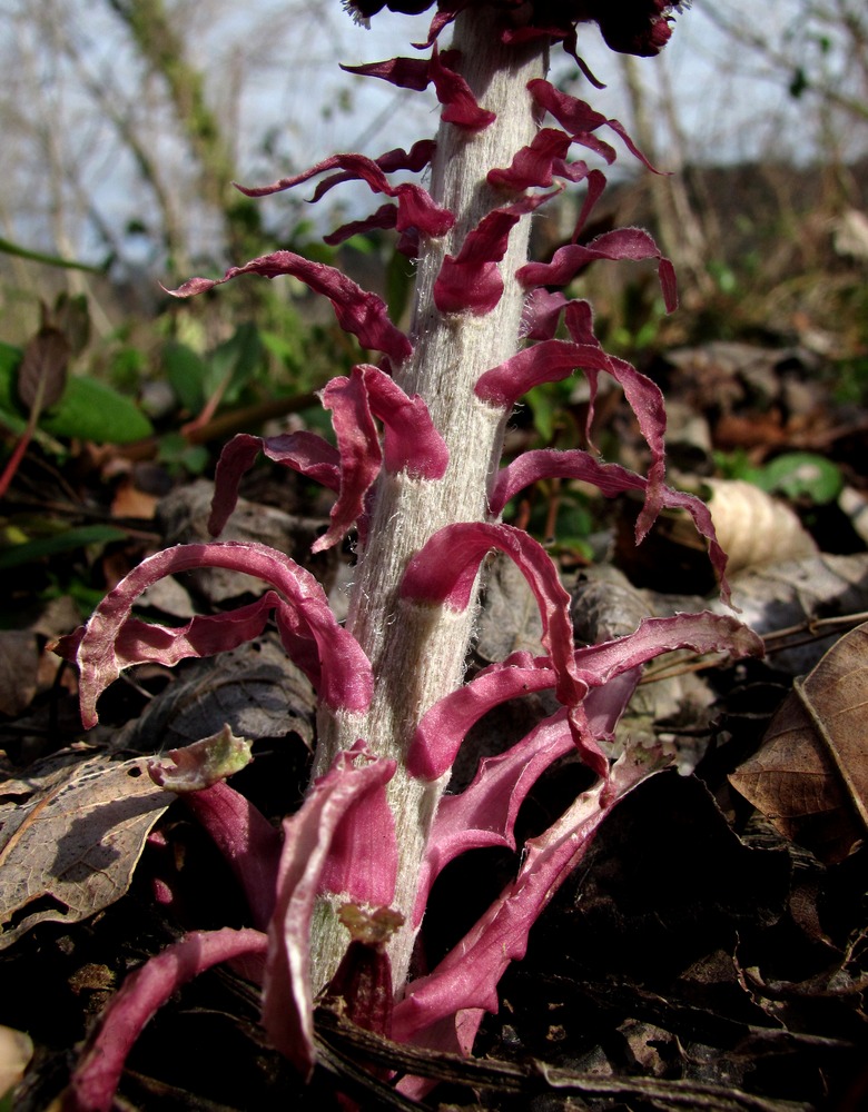 Image of Petasites hybridus specimen.