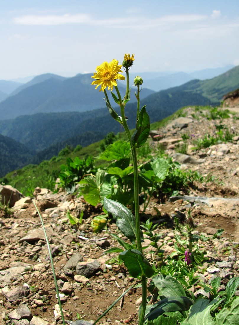 Изображение особи Senecio kolenatianus.