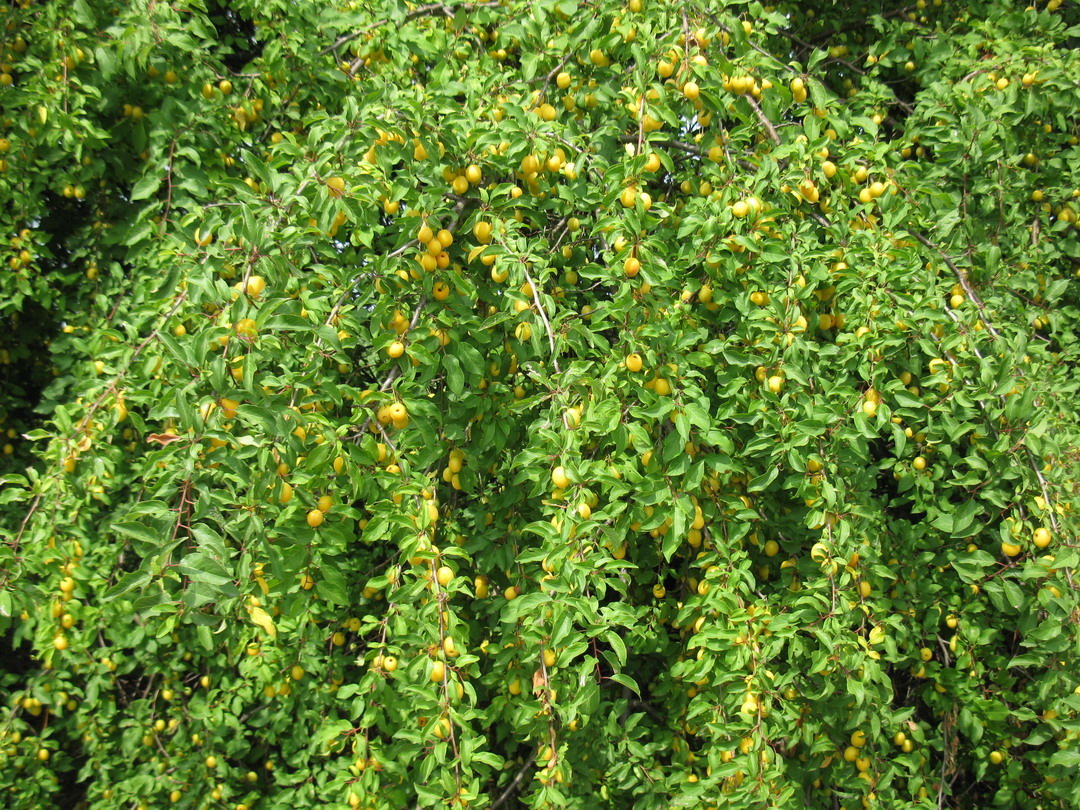 Image of Prunus cerasifera specimen.