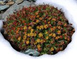 Rhodiola quadrifida