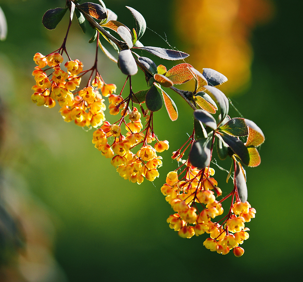 Изображение особи Berberis vulgaris f. atropurpurea.