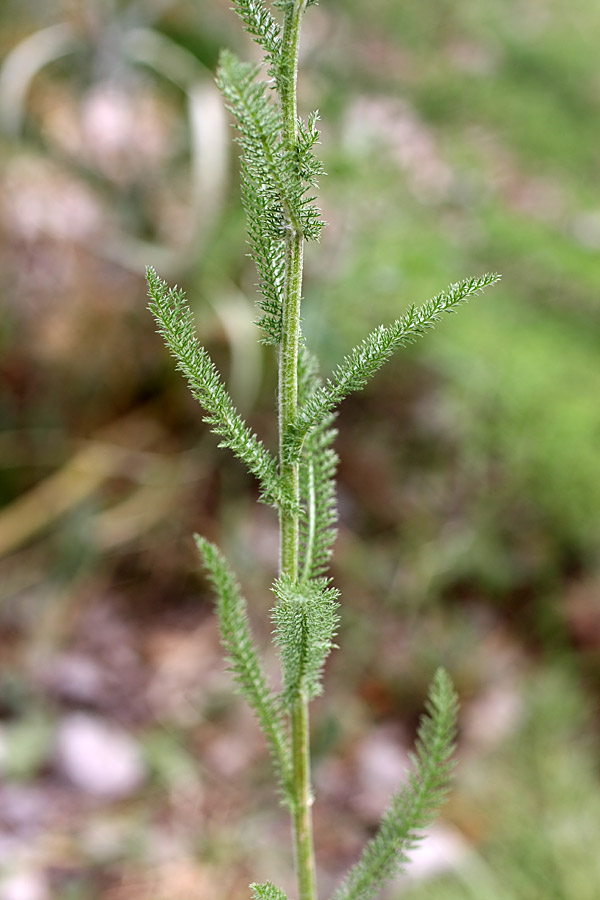 Image of Achillea millefolium specimen.
