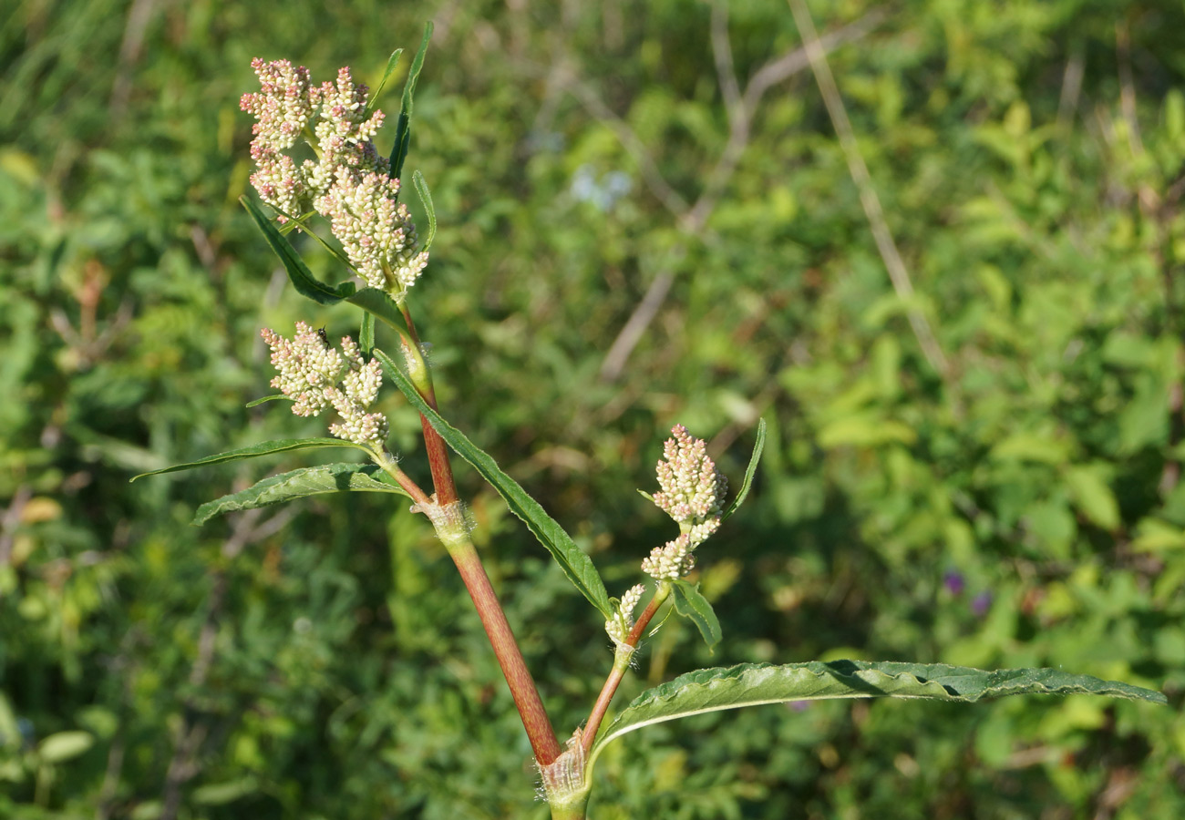 Изображение особи Aconogonon alpinum.