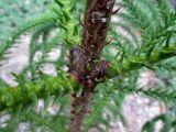 Araucaria montana. Основания ветвей у ствола. Австралия, г. Брисбен, ботанический сад. 03.01.2015.