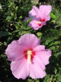 Hibiscus syriacus. Цветки. Крым, Симферопольский р-н, пгт Николаевка, в культуре. 21.08.2008.