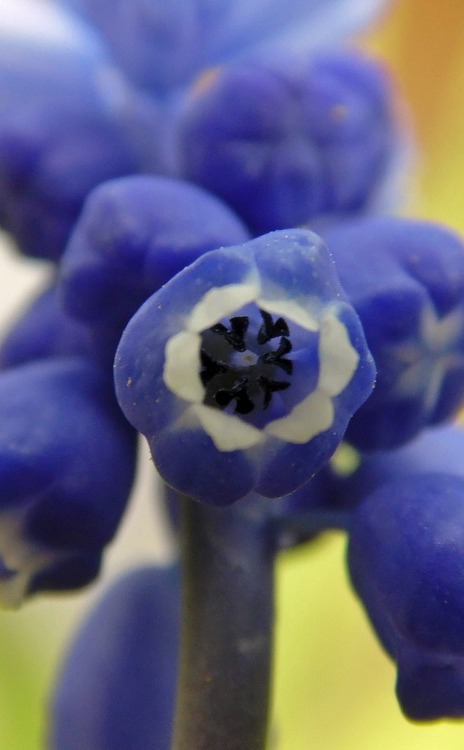 Image of Muscari botryoides specimen.