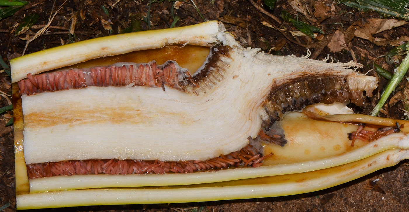 Image of Philodendron bipinnatifidum specimen.