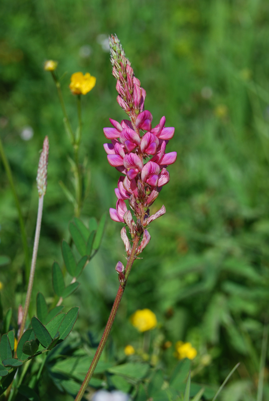 Image of Onobrychis sibirica specimen.