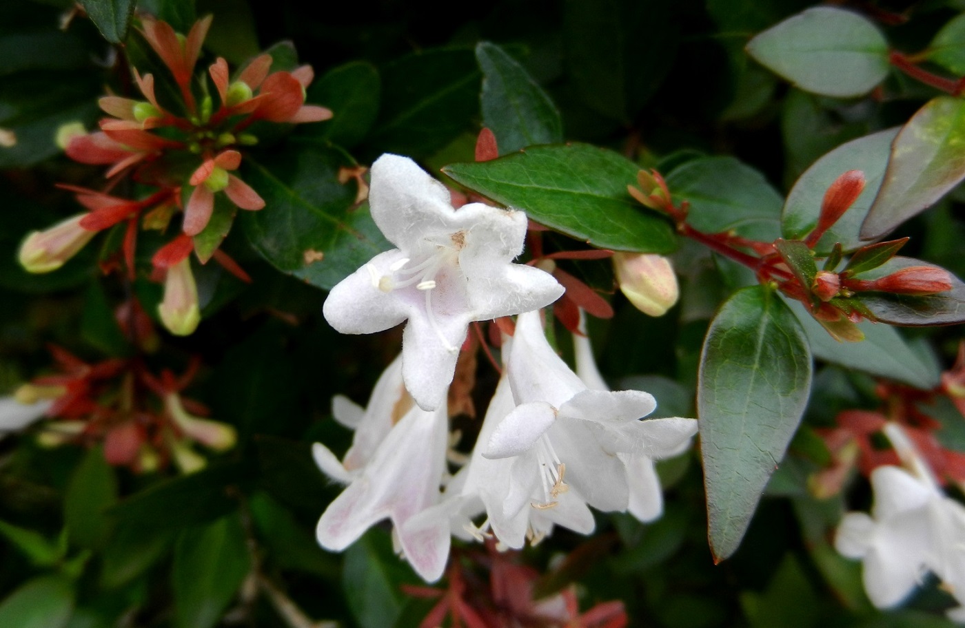 Image of Abelia &times; grandiflora specimen.