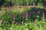 Betonica officinalis