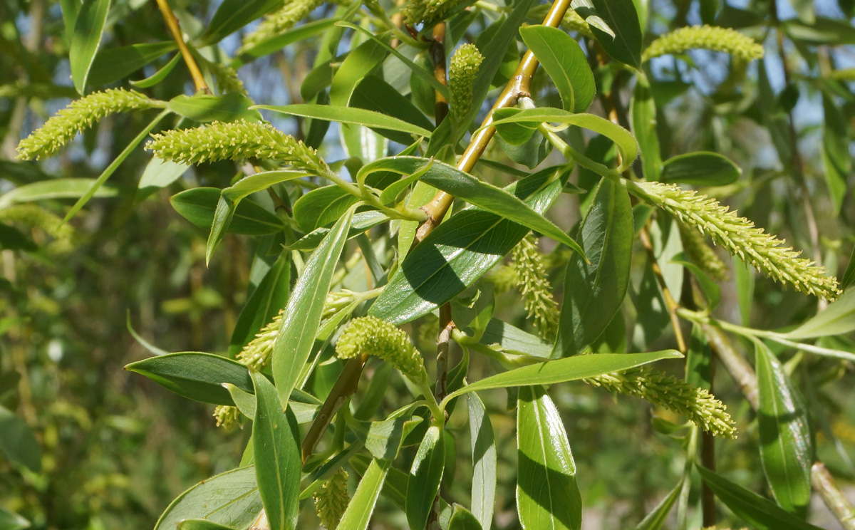 Image of Salix excelsa specimen.