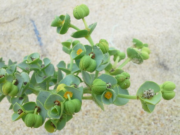 Изображение особи Euphorbia paralias.