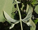 Image of taxon representative. Author is Тамара Риб