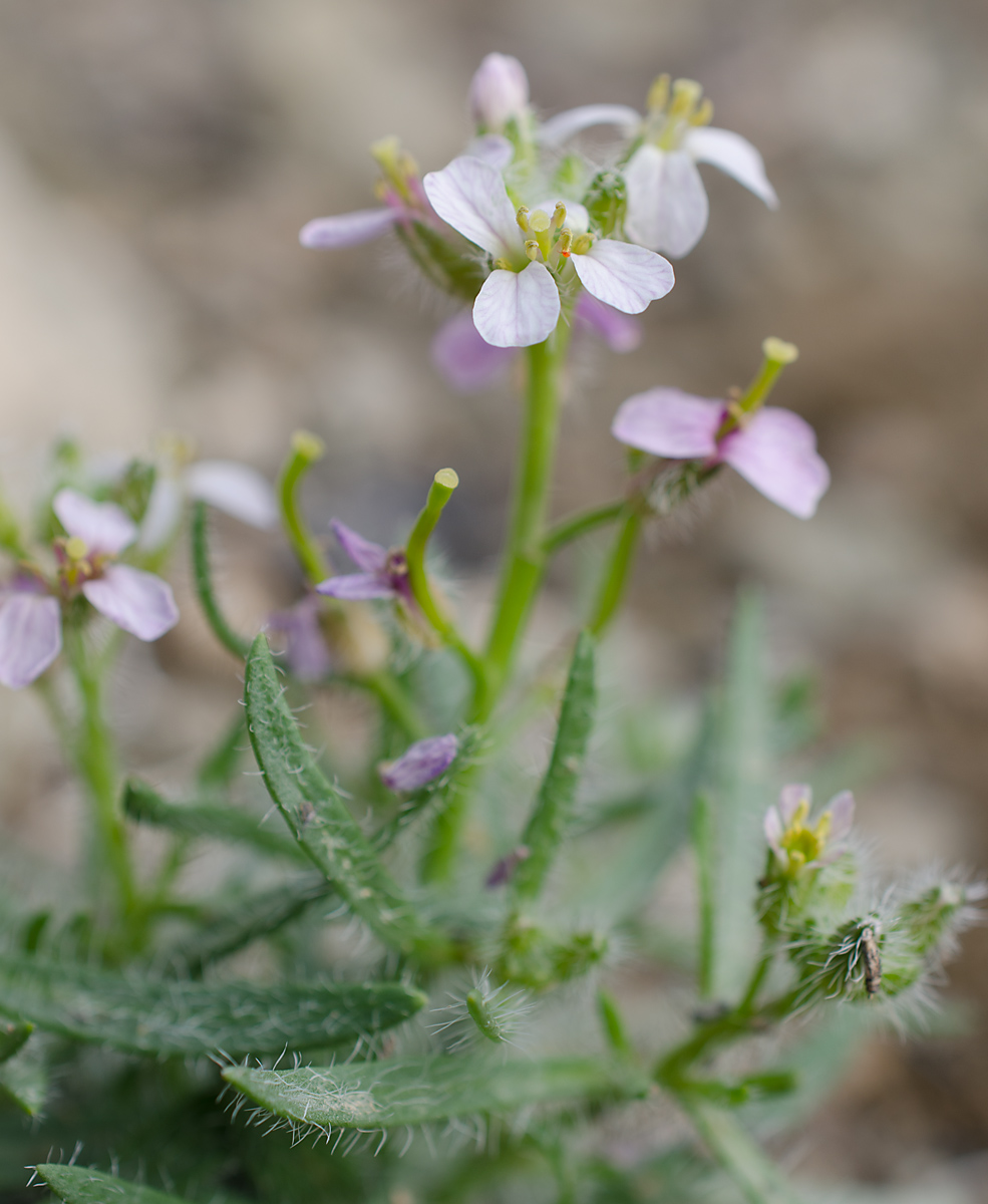 Image of Dontostemon senilis specimen.