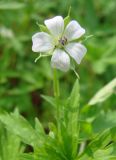 Geranium sibiricum