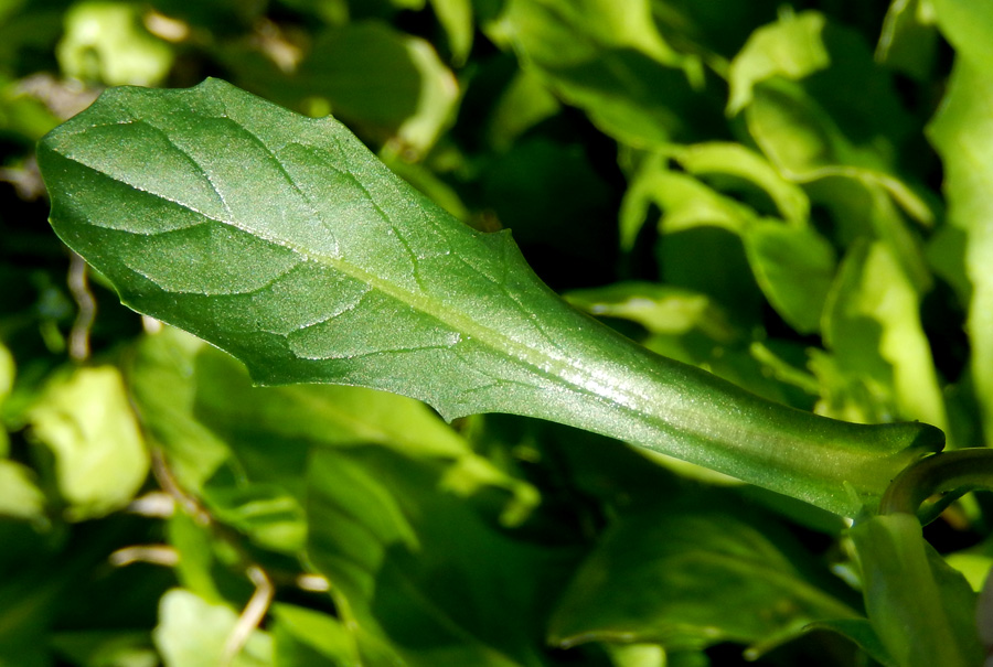 Изображение особи Calepina irregularis.