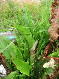 Rumex longifolius. Вторично цветущие побеги; листья с поражениями. Окр. Архангельска, свалка древесных отходов. 23.08.2012.