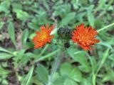 Pilosella aurantiaca