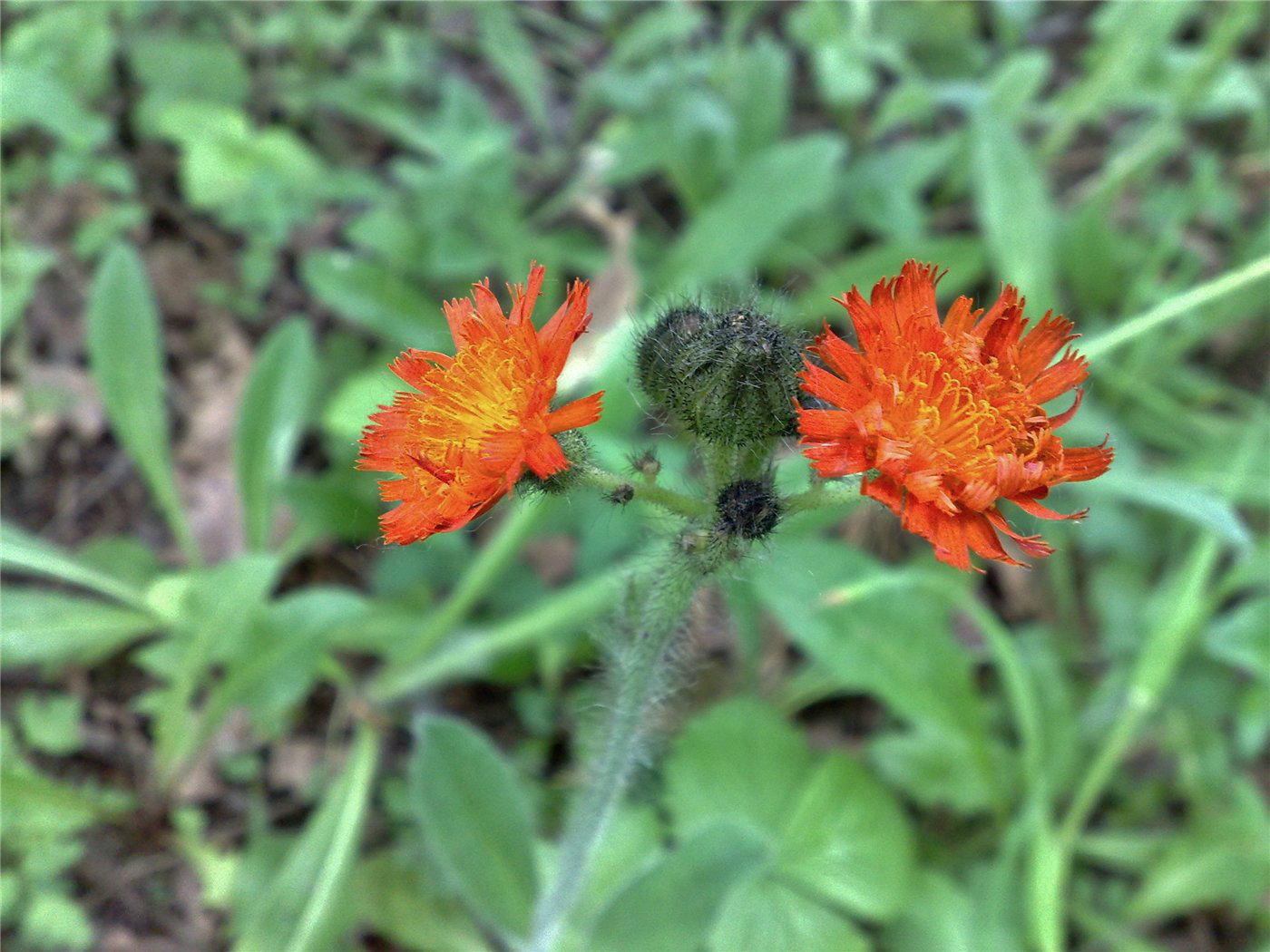 Изображение особи Pilosella aurantiaca.