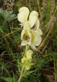 Aconitum anthoroideum