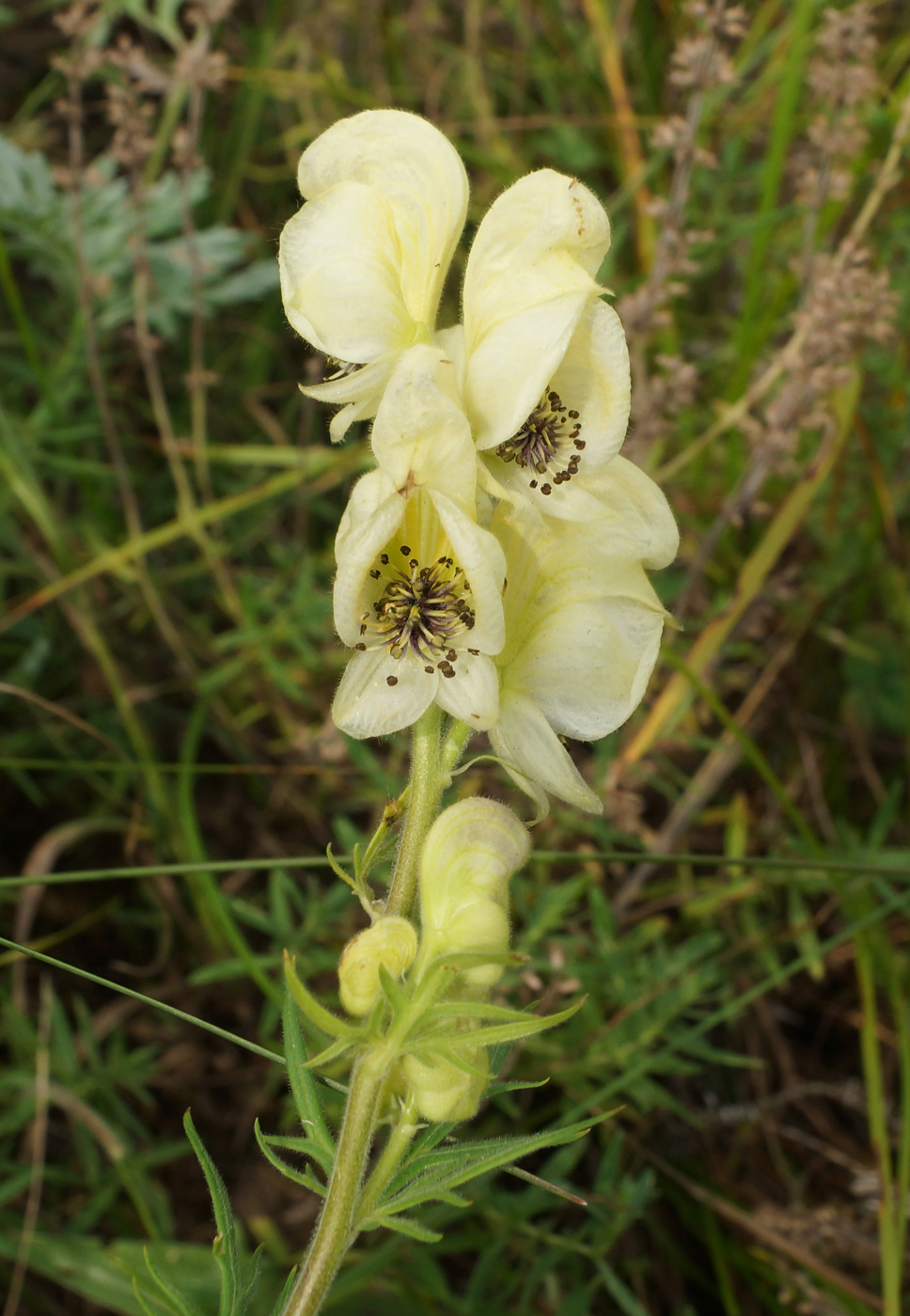 Image of Aconitum anthoroideum specimen.