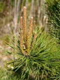 Pinus sylvestris