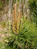 Pinus sylvestris. Ветка с молодыми побегами. Ленинградская обл., Волховский р-н, берег р. Волхов на въезде в Новую Ладогу. 19.05.2014.