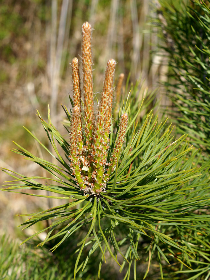 Изображение особи Pinus sylvestris.