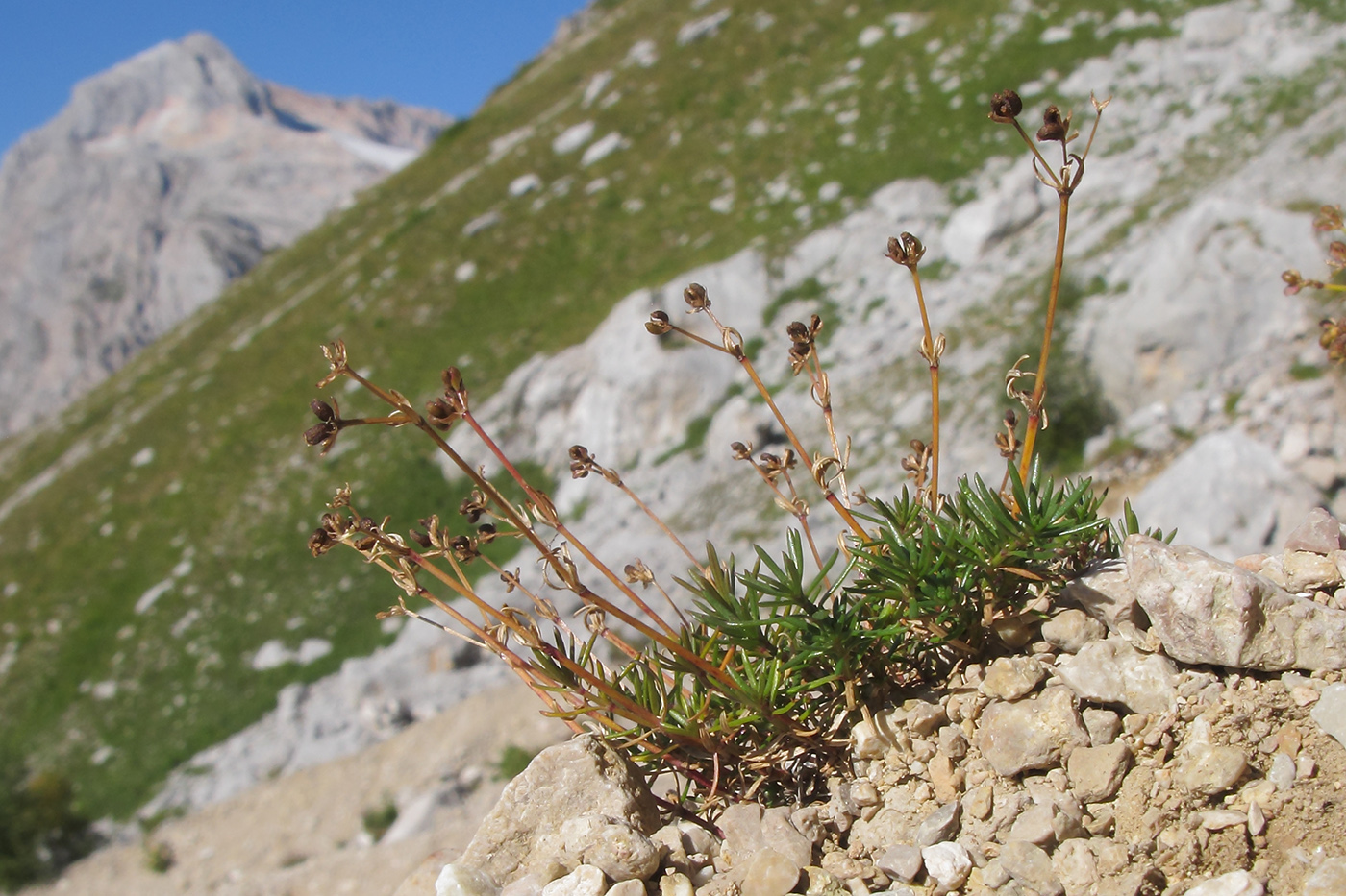 Изображение особи Asperula supina.